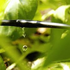 a drip irrigation system in Mesquite