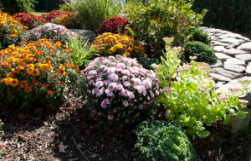 native flower garden planted in Mesquite Texas